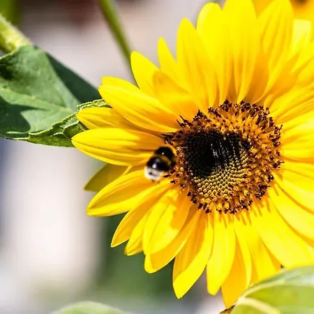 Stone - Comfy Mountain Getaway *