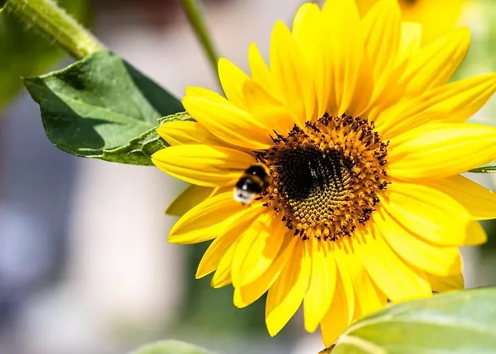 Stone - Comfy Mountain Getaway *